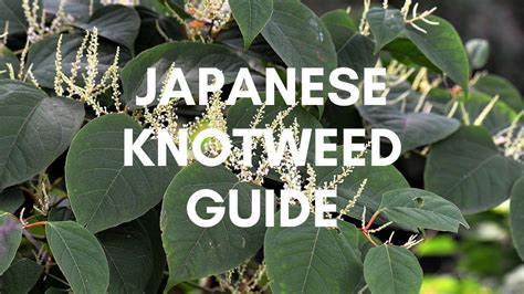 Japanese Knotweed How To Remove Kill And Get Rid Of It