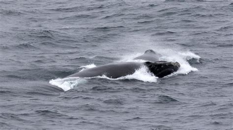 Spotlight On The North Pacific Right Whale An Interview With Noaa