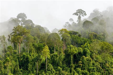 Ide Populer Hutan Di Indonesia