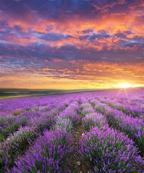 Meadow Of Lavender Landscape Nature Sunset Landscape Photography