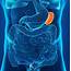 The Spleen Anatomy Function And Disease