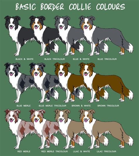 Border Collie Colours By Stormith On Deviantart