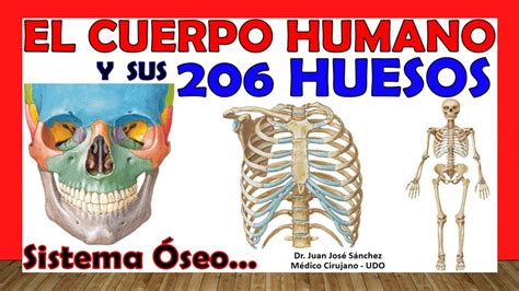 🥇 206 Huesos Del Cuerpo Humano En 24 Minutos Mnemotecnias Fácil