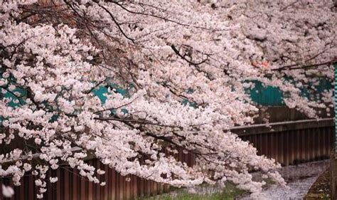 How To Plant A Winter Flowering Cherry Tree To Brighten Up Your Garden