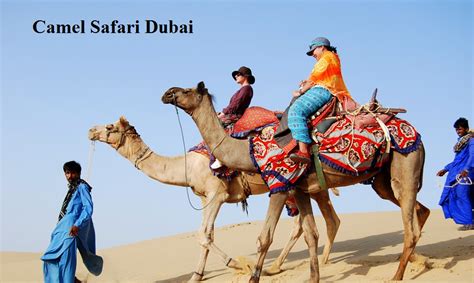 Camel Safari In Dubai Top Camel Ride In Dubai Desert