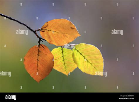 Beech Tree Fagus Sylvatica Autumn Stock Photo Alamy