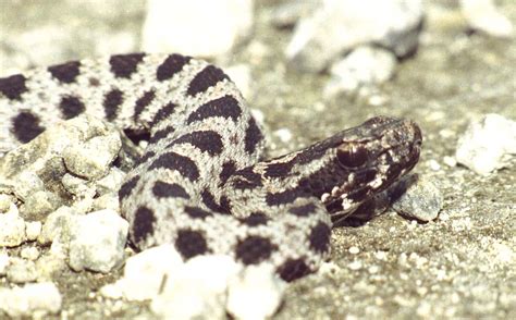 Dusky Pigmy Rattlesnake Everglades Sistrurus Miliarius Ve Flickr