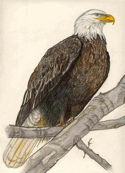 Perched Eagle Drawing By Debra Abell