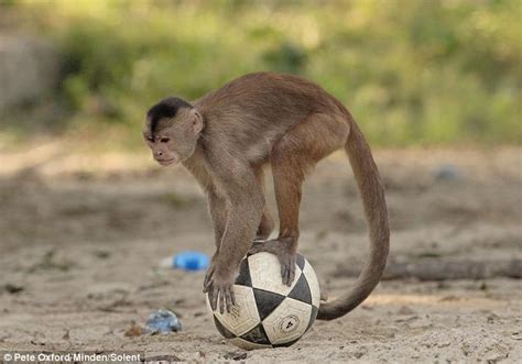 Capuchin Monkey Pickpockets Tourists In Amazon Jungle