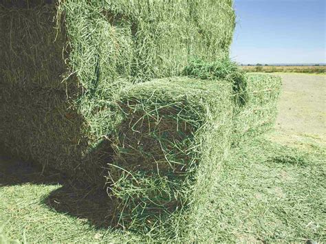 Premium Alfalfa Hay For Sale Conway Feed And Supply