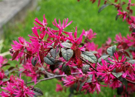 La tibouchina è una pianta di fiore sempreverde appartenente alla famiglie delle melastomataceae. Il mondo in un giardino: Nastri rosa su foglie porpora