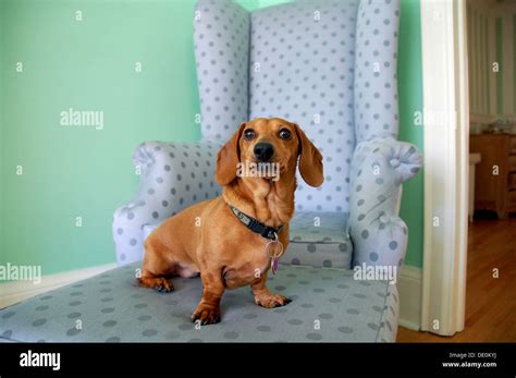 Miniature Dachshund Sitting On A Chair Stock Photo Alamy