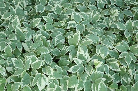 Ground Cover Invasive Weed Ground Cover Good