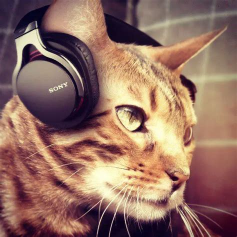 Do Cats Like Music The Purrington Post