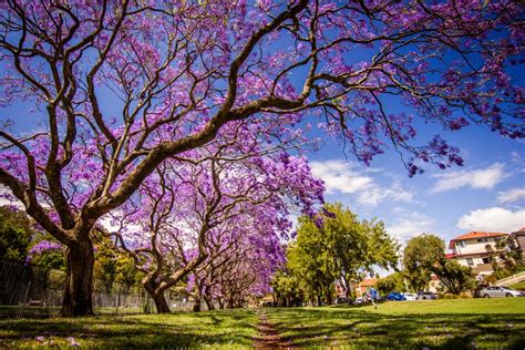 7 Stunning Trees With Purple Flowers Purple Flower