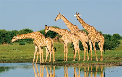 Giraffes In Africa