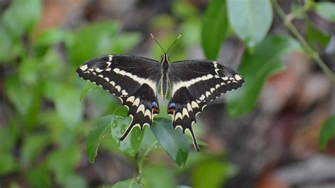 Black And White Butterfly 20 Types And Pictures A Z Animals