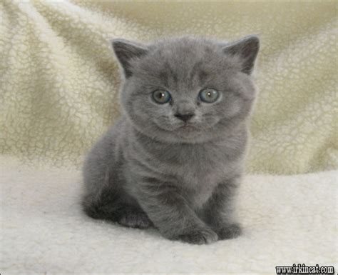 British Shorthair Kittens For Adoption The Story