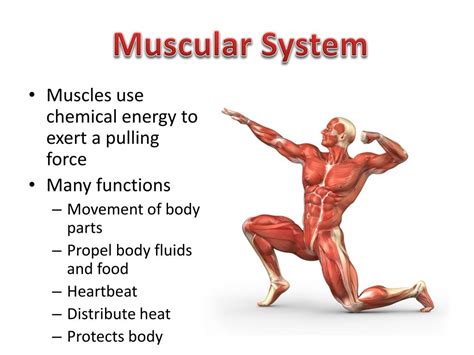 Muscular System Structure