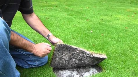 This includes not only using the correct type of mower but also mowing at the correct zoysia is almost always planted by sodding or stolons instead of seeding, and the grass will form thick matted areas where there's a lot of foot traffic. Geo Zoysia Roots in Shade South Florida Bethel Farms - YouTube