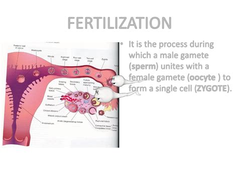 Fertilization And Implantation Pdf D Sumeya Muhadharaty