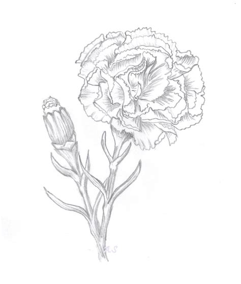 Once your flower is complete you should end up with a carnation that looks like the one you see here. Carnation flower sketch | Flower sketches, Carnation ...