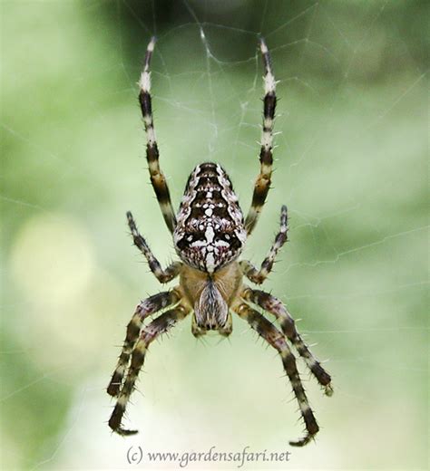 List 96 Images Big Black Spider With White Stripe On Back Stunning 102023