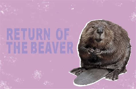 beaver fever grips the nation ecohustler