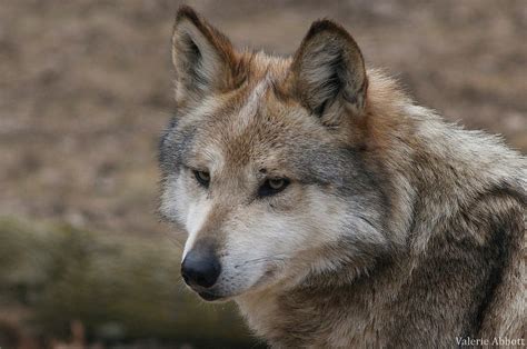 Loup Du Mexique Poids Taille Longévité Habitat Alimentation