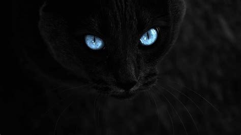 Black Cat With Blue Eyes Wallpaper Josie Schaeffer