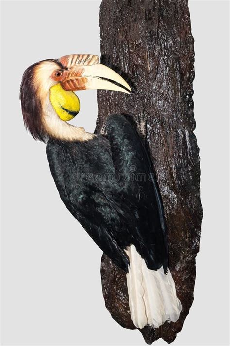 Bar Pouched Wreathed Hornbill Stock Photo Image Of Great Colourful