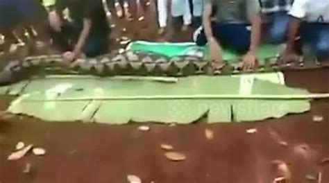 Woman Eaten Alive By Python In Indonesia Buy Sell Or Upload Video Content With Newsflare
