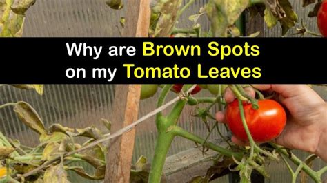 Why Are Brown Spots On My Tomato Leaves 2022