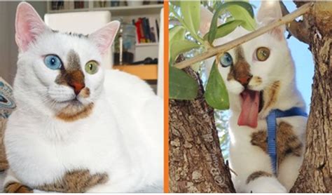 Meet Bowie The Coolest Rescue Cat Of All Time 10 Pics Potw