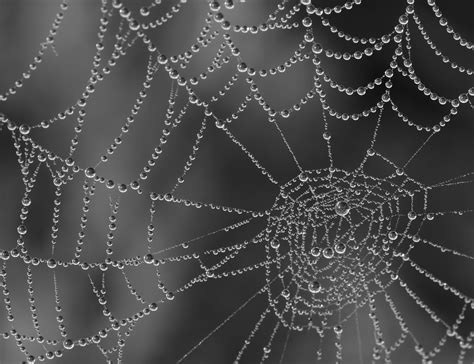 Dew Droplets On Spiders Web 4 Your Dauwdrupp Flickr