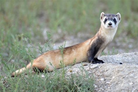 Black Footed Ferret Update Smithsonians National Zoo