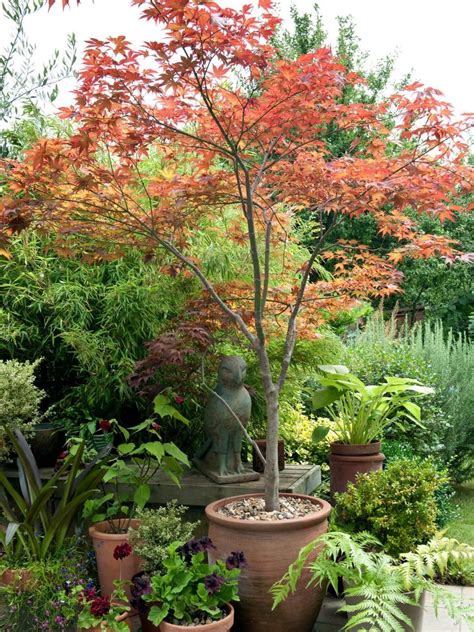 Get Planting And Growing Information For Small Trees That Thrive In The