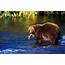 Grizzly Bear Fishing  Stock Image Z927/0159 Science Photo Library