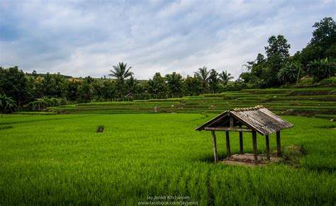 Rice Terrace Ban Pabongpiang Chiangmai Thailand Flickr
