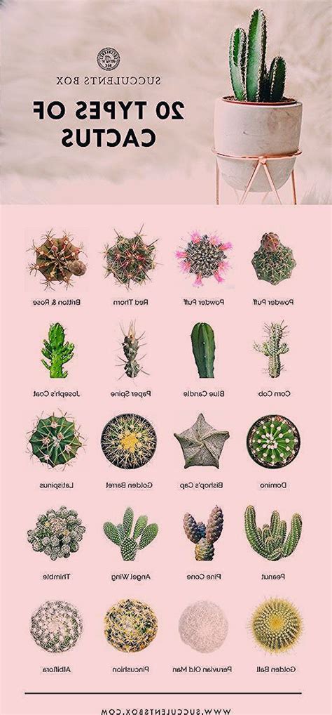 Cactus Cacti Chart Infographic Cute Garden Gardening In 2020