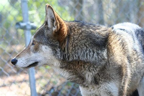 Conservation Conversations Howling For The Red Wolf North Carolina