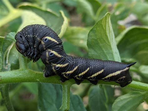 I Know This Is A Tomato Hornworm But Why Is It Black Denver