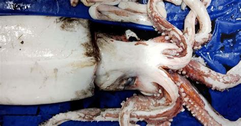 Researchers Find Giant Squid And Several Glow In The Dark Sharks Off