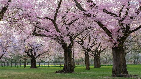 Kwitnące Wiosna Park Kwiaty Drzewa