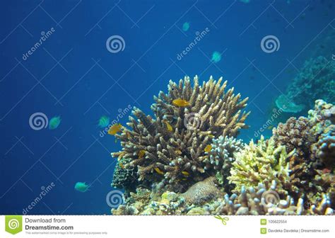 Coral Reef With Tropical Fish In Blue Sea Undersea Landscape Stock