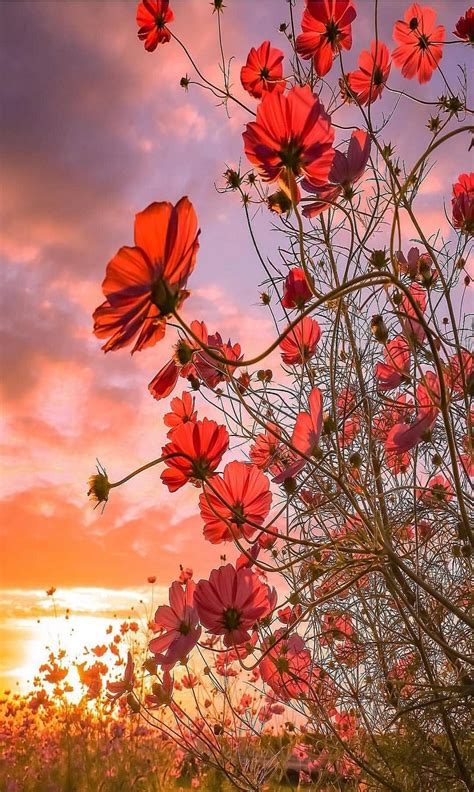 Pin Af Ivanka Kostova På Sunset Valmuer Abstrakt Blomster