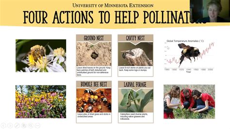 Four Actions To Help Pollinators Pollinator Education Toolkits Youtube