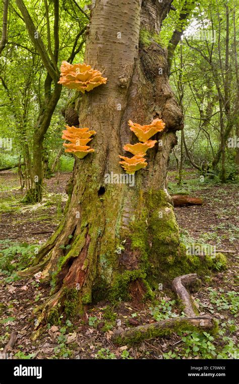 Laetiporus Sulphureus Fungi In Wood Also Known As Chicken Of The Woods