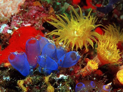 Wallpaper Underwater Coral Reef Sea Anemones Flower Flora Macro