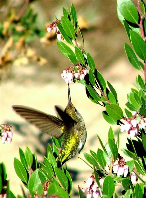 Bird In Everything Hummingbirds Habitat